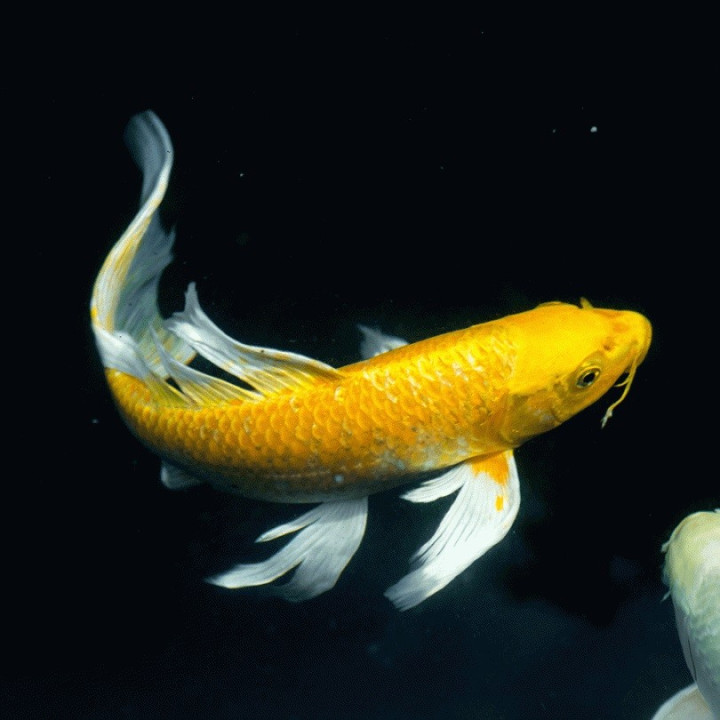 JAPOŃSKI karp koi butterfly  10-15 cm narybek UNIKAT limitowane