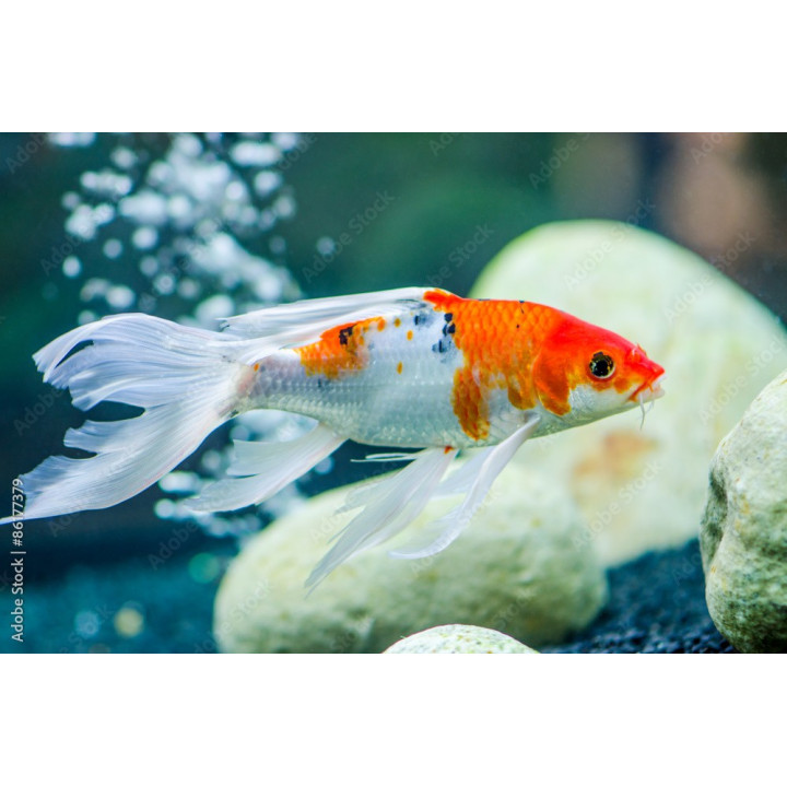 JAPOŃSKI karp koi butterfly  10-15 cm narybek UNIKAT limitowane