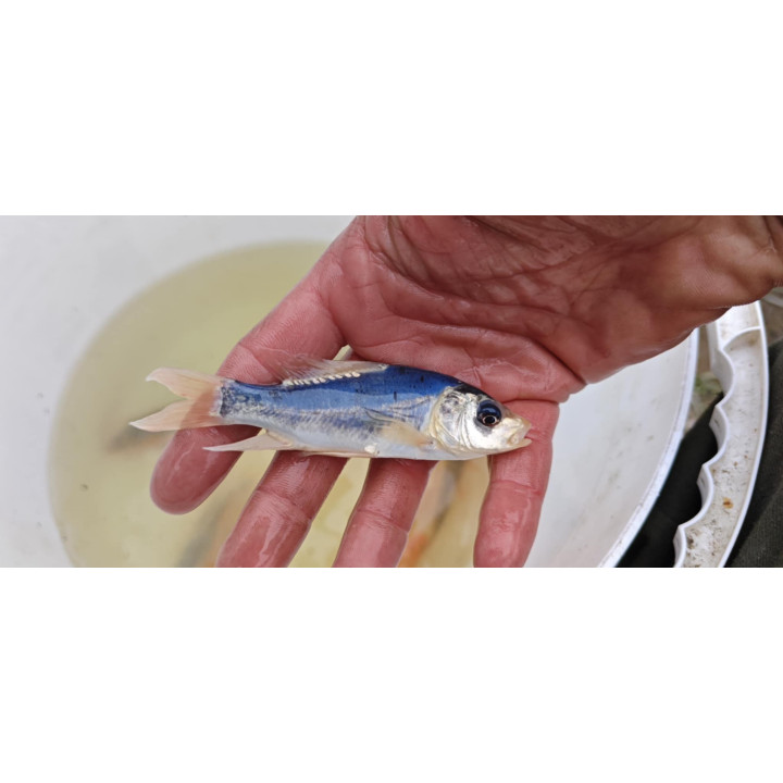 JAPOŃSKI karp koi butterfly  10-15 cm narybek UNIKAT limitowane