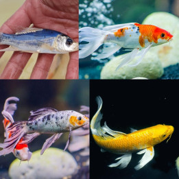 JAPOŃSKI karp koi butterfly  10-15 cm narybek UNIKAT limitowane
