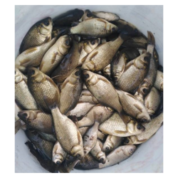 Mini ŻYWIEC 50 sztuk KARAŚ...