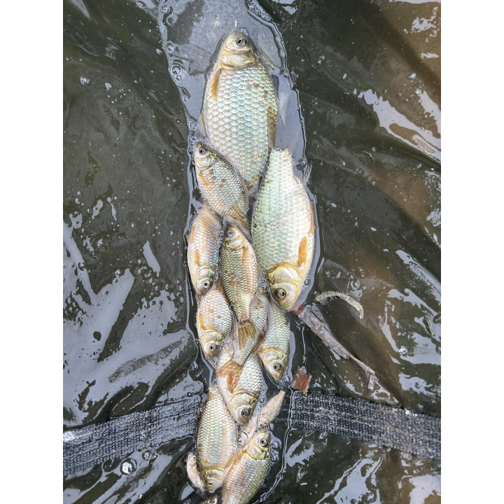 20 szt. ŻYWIEC KARAŚ SREBRZYSTY 5-13 CM