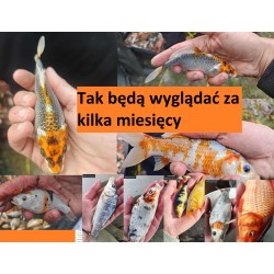 MIX 10 SZTUK KOI butterfly,...