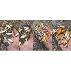 MEGA MIX 20 SZTUK KOI...