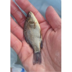 20 sztuk! KARAŚ ZŁOCISTY...