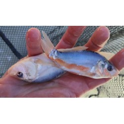 5-10 cm KOI NIEBIESKIE...