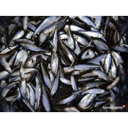 50szt. SŁONECZNICA 3-10 cm...