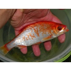 ZŁOTA WZDRĘGA 8-15 CM...