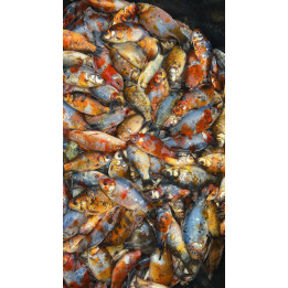 10-20 CM UNIKATOWY SZUNBUNKIN KARAŚ I WELON