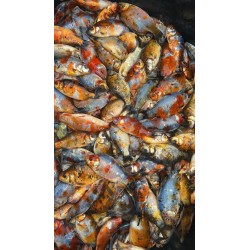 10-20 CM UNIKATOWY...