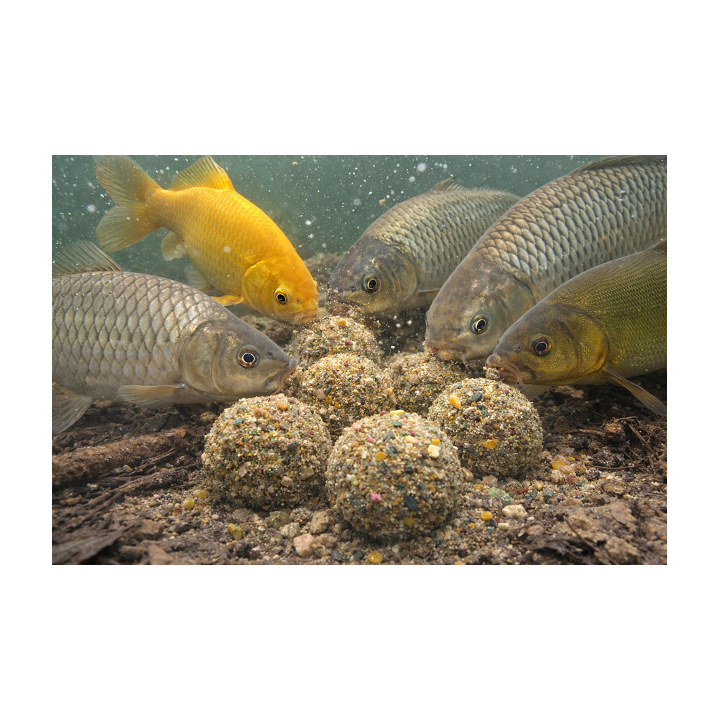 10 kg ! ZANĘTA 5.49zł/kg WĘDKARSKA RAFISH W WIADRZE 6 SMAKÓW DO WYBORU!