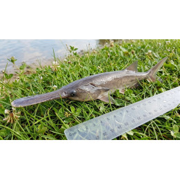 10 CM WIOSŁONOS AMERYKAŃSKI
