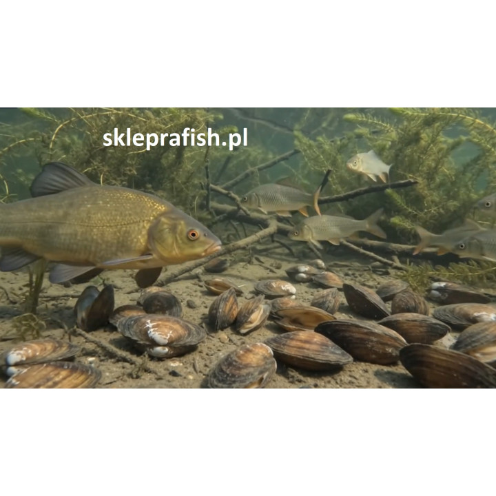20l na 80 000l małże i ślimaki - STARTER HODOWLANY – HelpFish