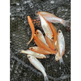 10 sztuk ZŁOTA ORFA 3-6 CM