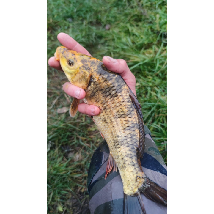 karp KOI TARLAK 30-45 CM - OSTATNIE SZTUKI W TYM SEZONE