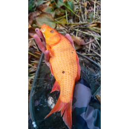 karp KOI TARLAK 30-45 CM - OSTATNIE SZTUKI W TYM SEZONE