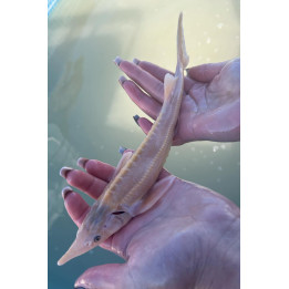 JESIOTR ALBINOS sterlet 20-25 cm kroczek