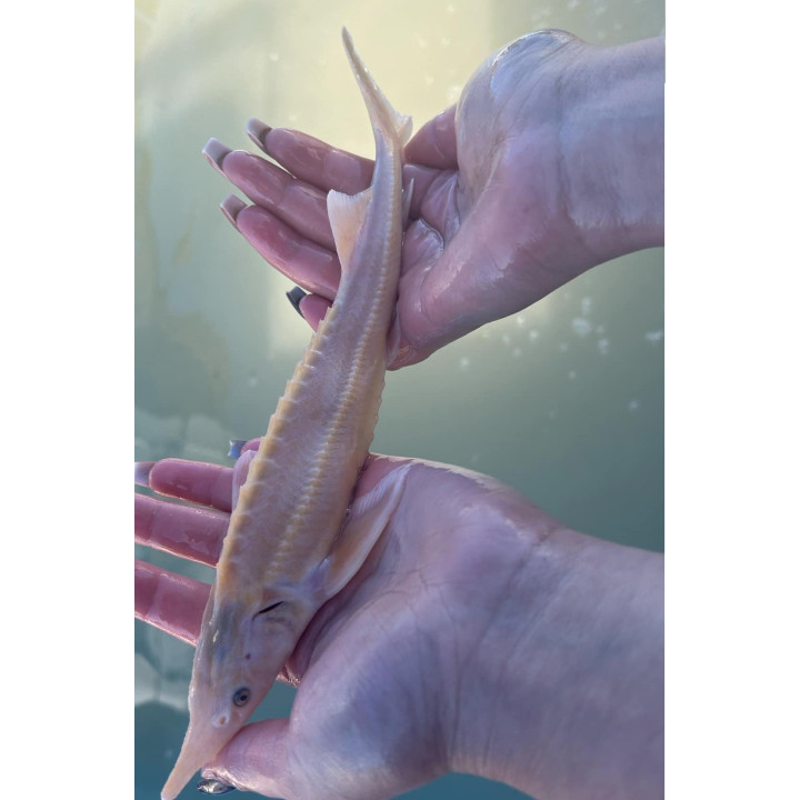 JESIOTR ALBINOS sterlet 20-25 cm kroczek