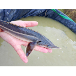 JESIOTR STERLET czarny 18-22 kroczek cm gen wzrostu!