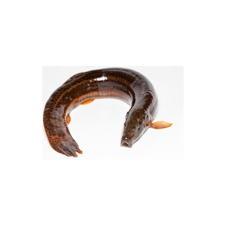 10szt  - Piskorz 8-12 CM UNIKAT!