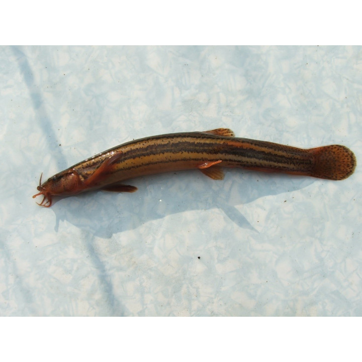 10szt  - Piskorz 8-12 CM UNIKAT!