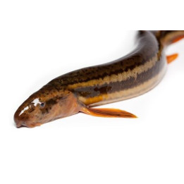 10szt  - Piskorz 8-12 CM UNIKAT!