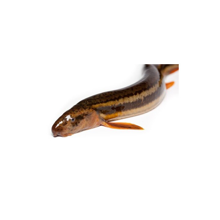 10szt  - Piskorz 8-12 CM UNIKAT!